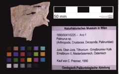 Foto (Objekt + Etiketten) von Palinurus sp. (NHMW-GEO-1990-0041-0225)